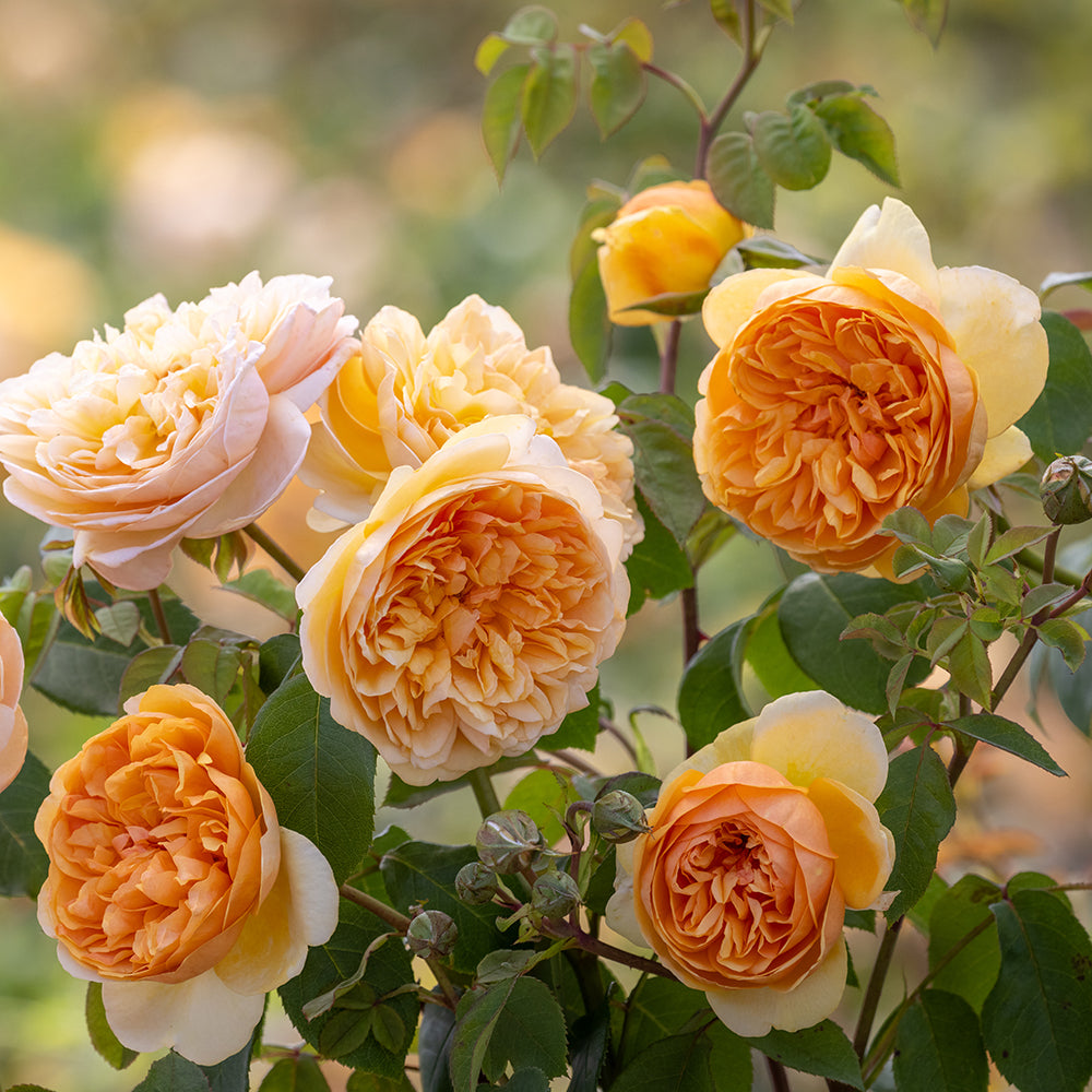 A cluster of 'Bring Me Sunshine' English shrub roses with large blooms in apricot-yellow and coral hues, with green foliage in the background.