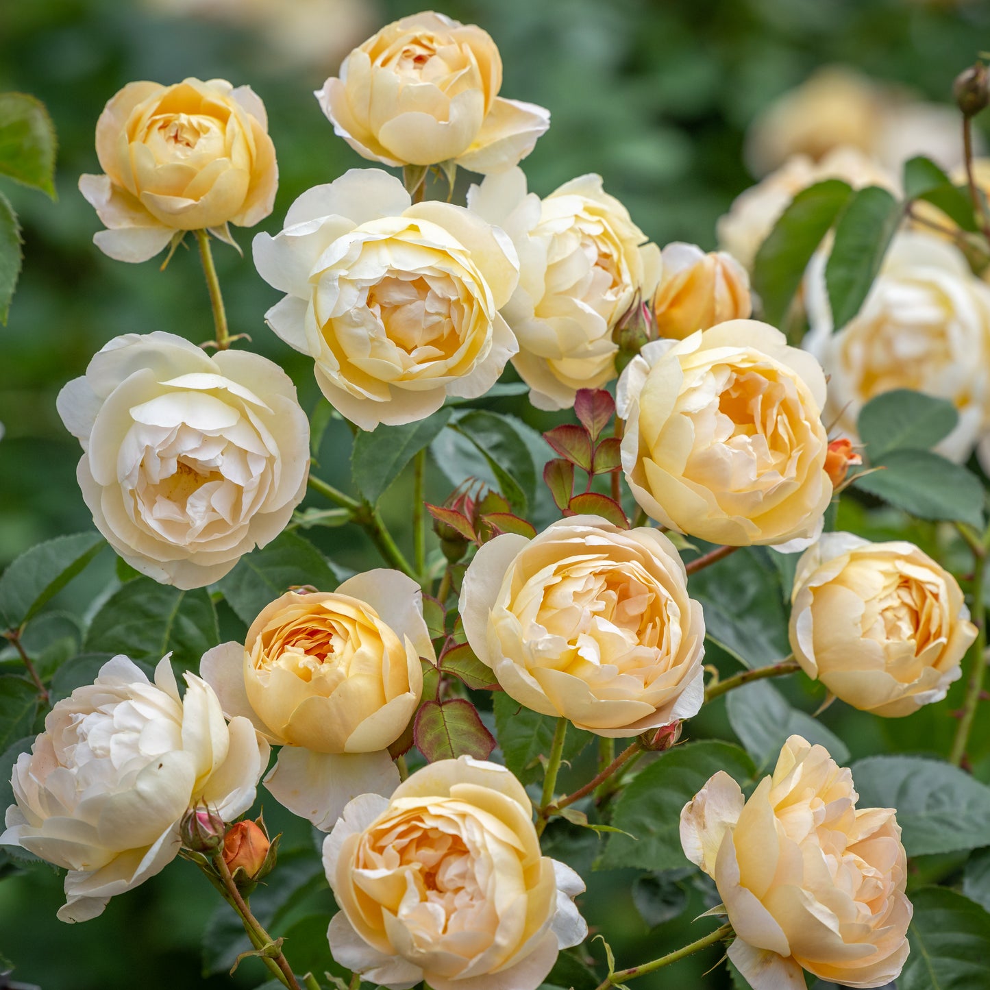 A cluster of Dannahue English Shrub Roses with yellow flowers and green leaves.