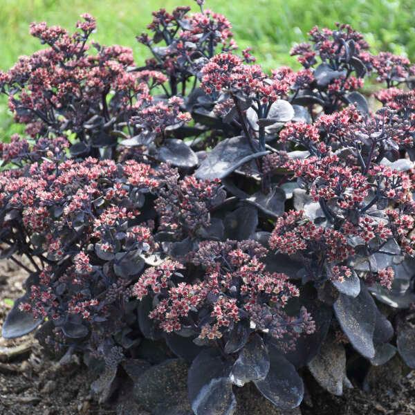 A cluster of Sedum plants with dark, fleshy leaves and clusters of flowers with deep red centers and cream petals.