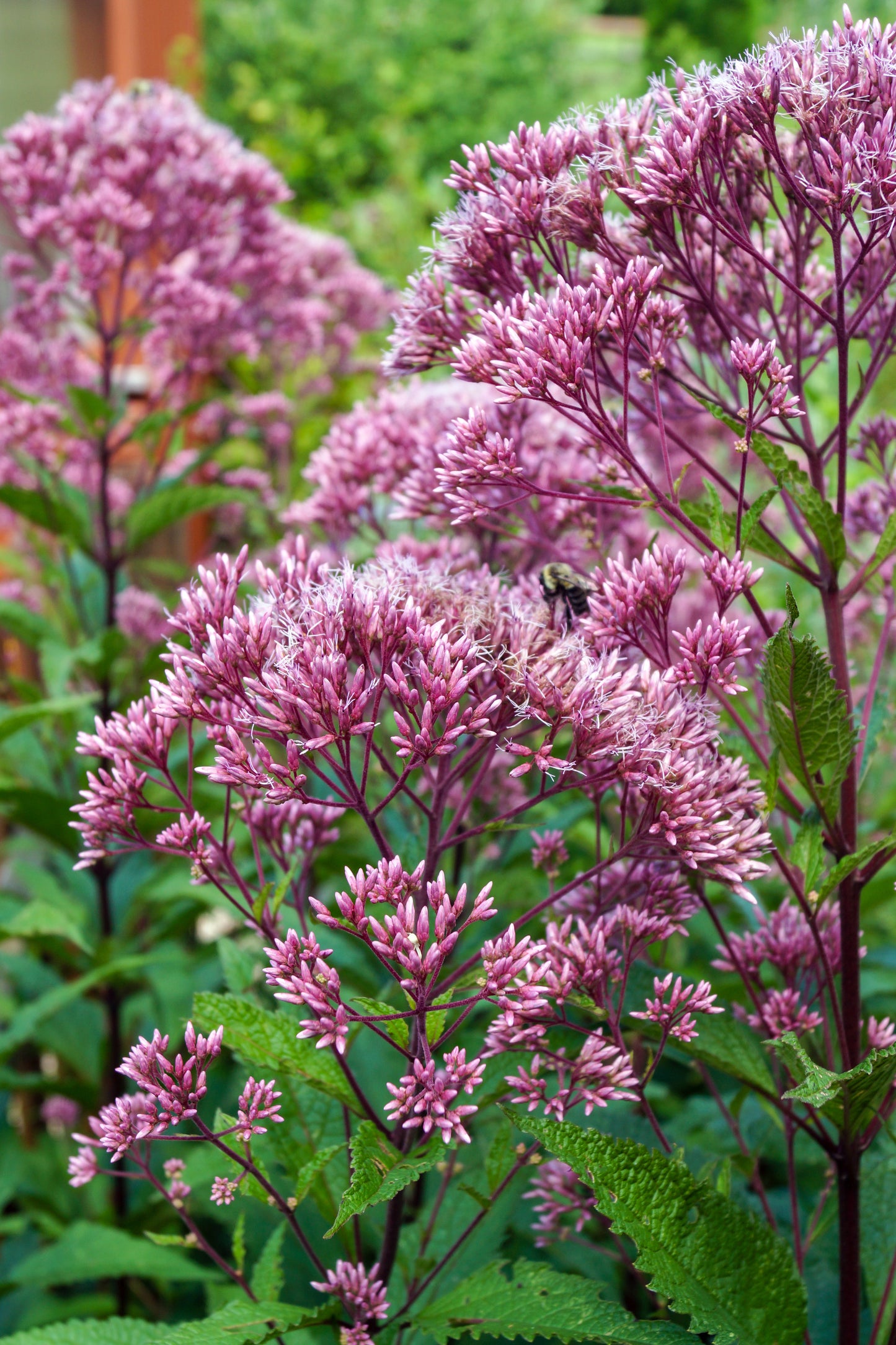A cluster of Spotted Joe-Pye Weed with purple and pink flower heads and green foliage.