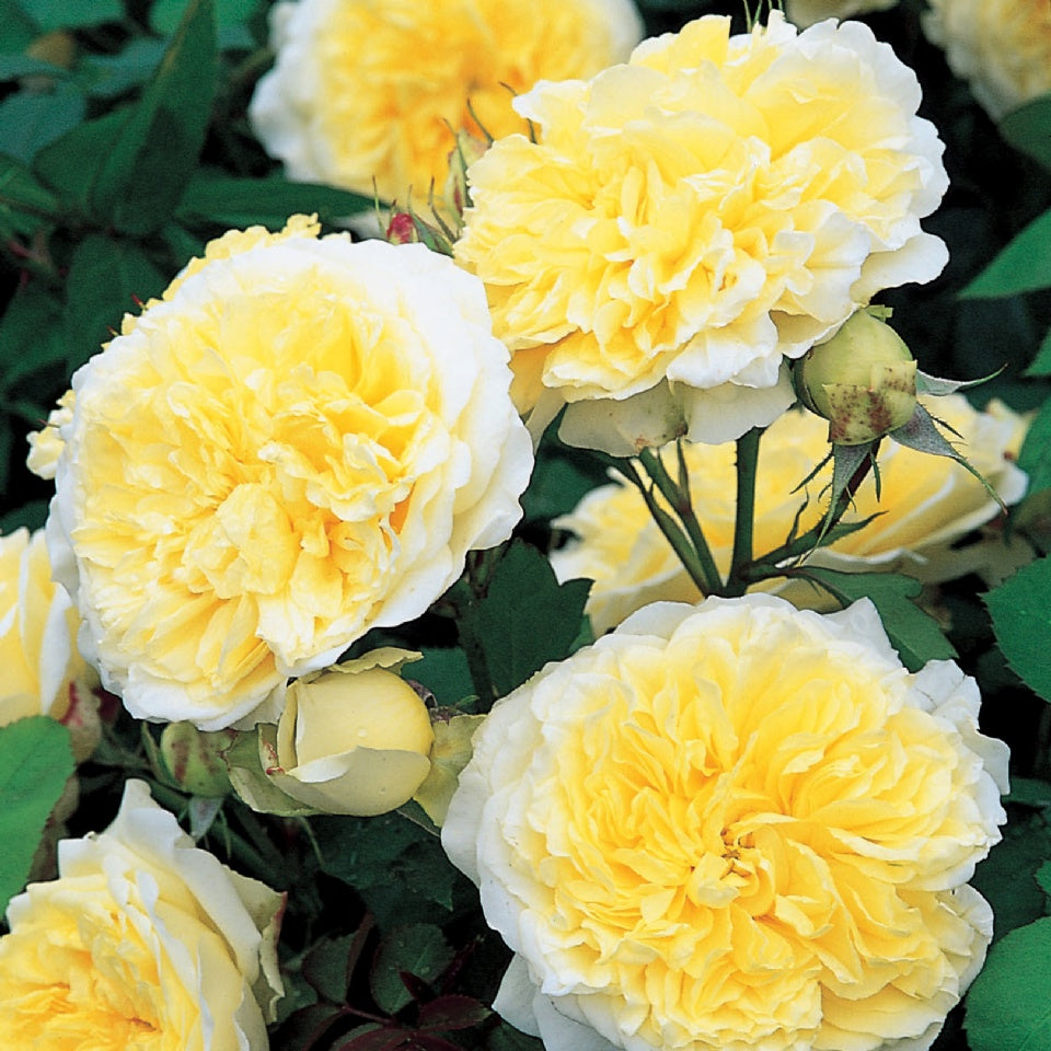 A cluster of beautiful yellow climbing roses with fully opened petals, showing a soft but pure shade with slight paleness at the edges.