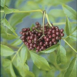 A cluster of dark purple elderberries on a branch with green leaves in the background.