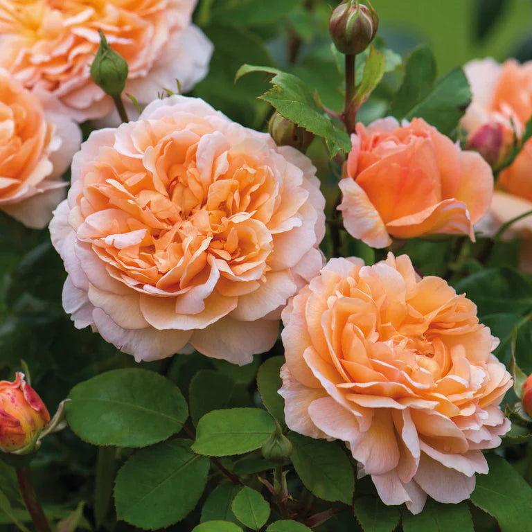 A cluster of fully bloomed David Austin English shrub roses with orange, pink, and salmon-colored petals.