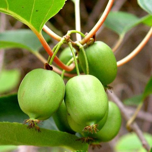 A cluster of green Issai mini kiwi fruits on a vine with lustrous, deep green foliage in the background.