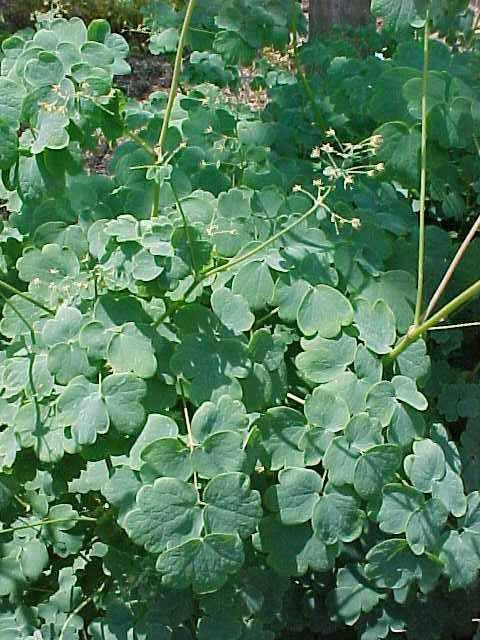 A cluster of green perennial plants with fern-like leaves in a garden setting.