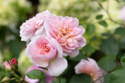 A cluster of large pink shrub roses with green leaves in the background.