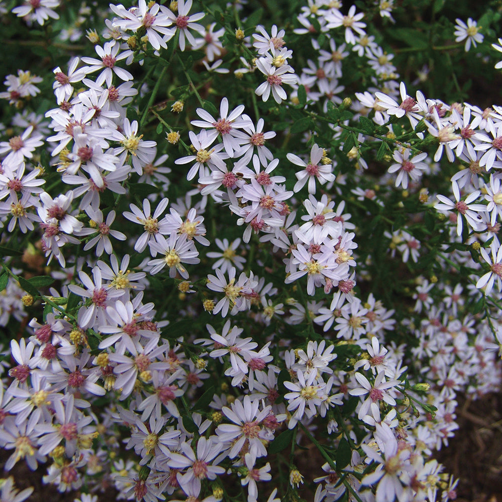 A cluster of pale blue-rayed daisy-like flowers with yellow centers, forming a bushy perennial plant.