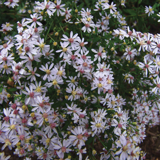 A cluster of pale blue-rayed daisy-like flowers with yellow centers, forming a bushy perennial plant.