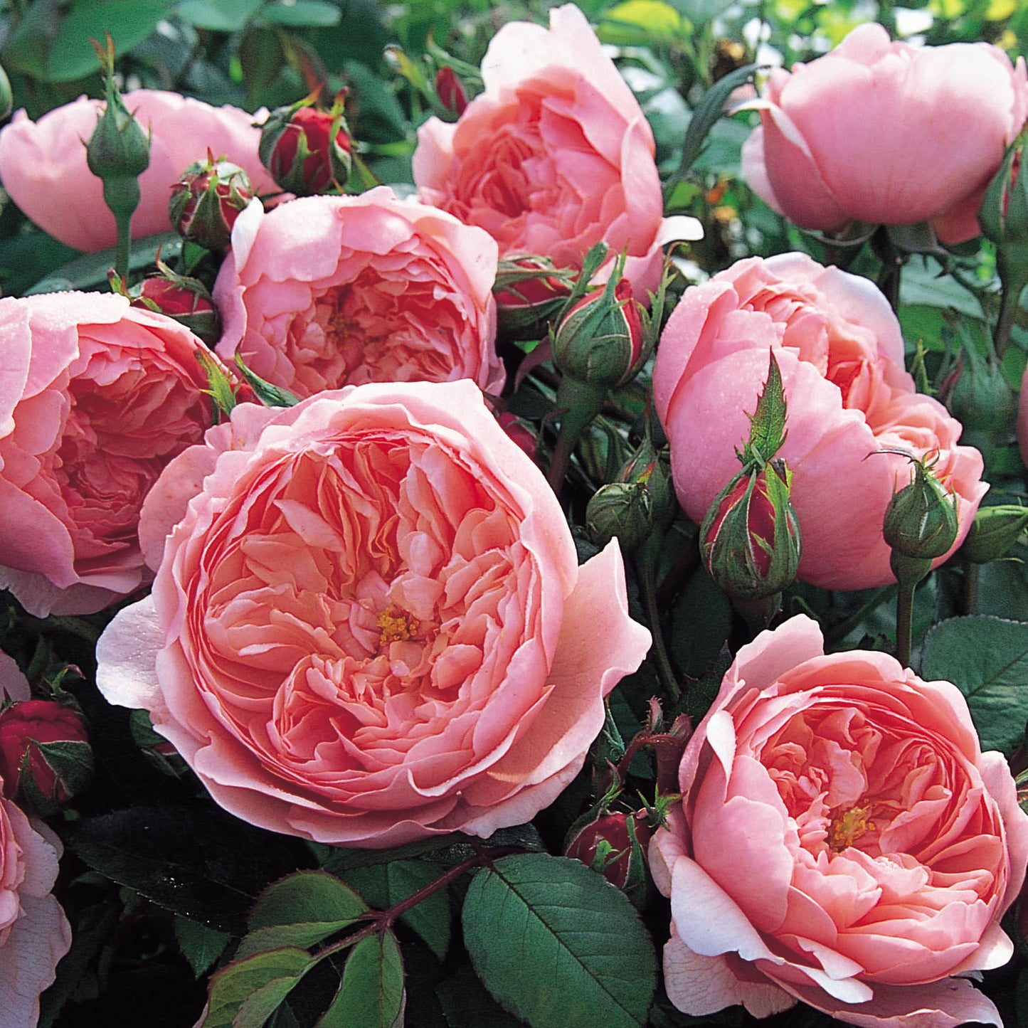 A cluster of pink Alnwick roses with glossy green foliage in the background.
