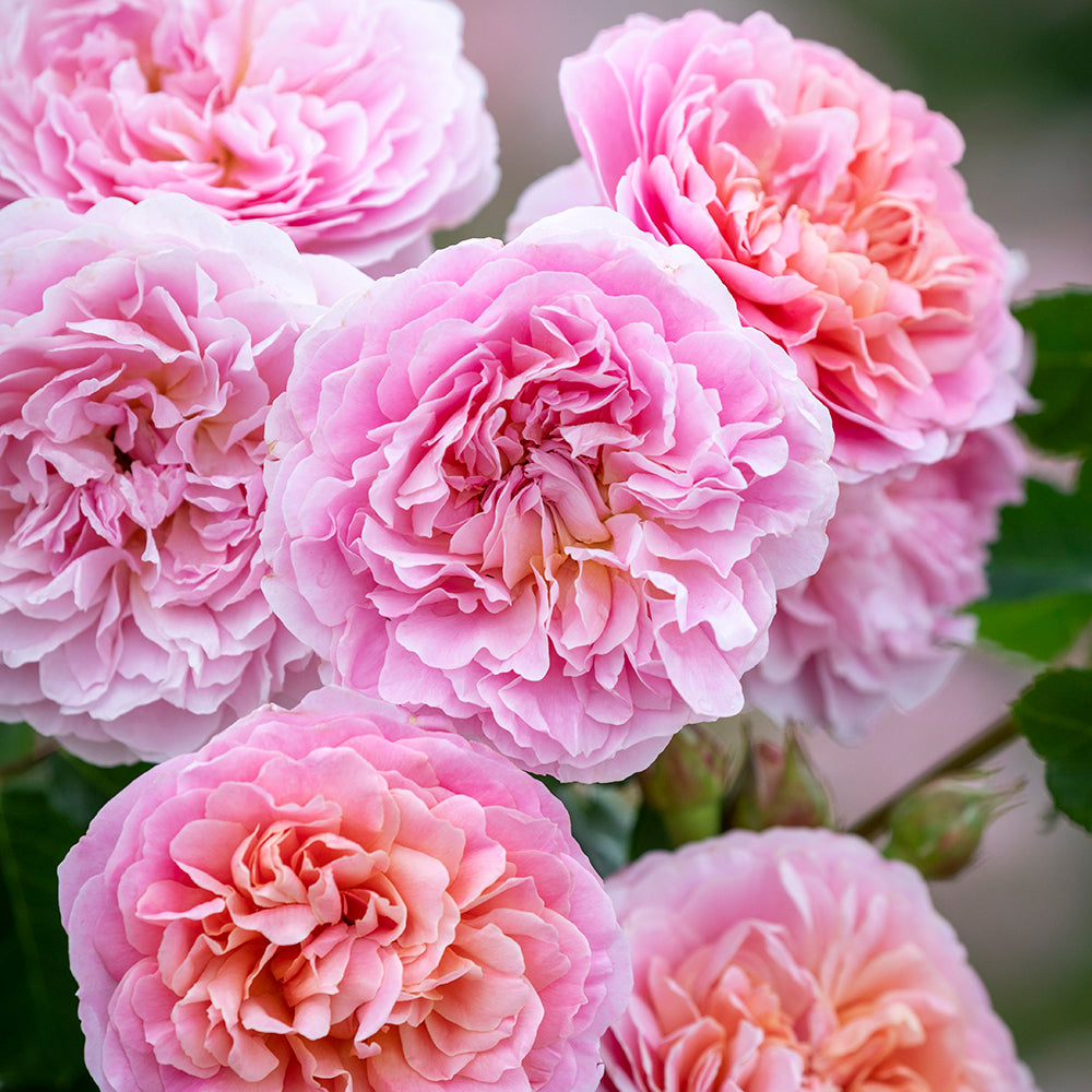 A cluster of pink David Austin roses with salmon hints, displaying dense, compact growth and fruity fragrance.