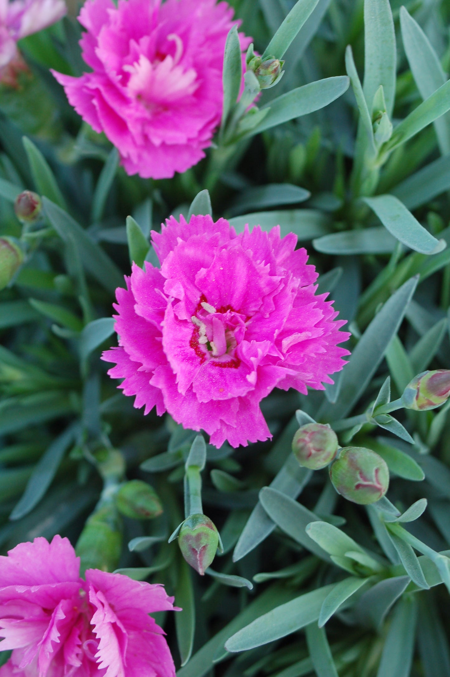 A cluster of pink Dianthus flowers, commonly known as perennial pinks, with fine-textured green foliage.