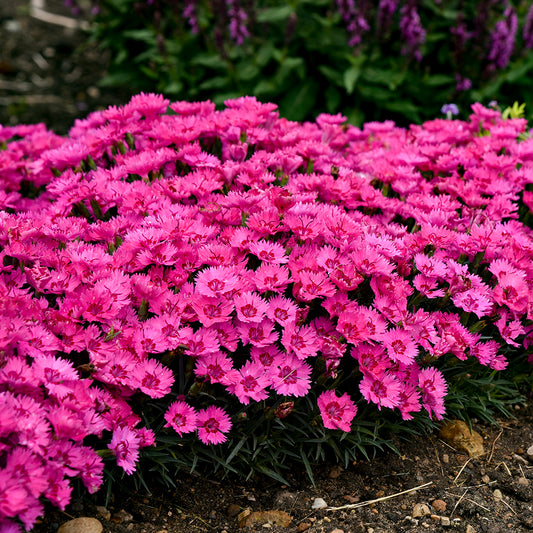A cluster of pink Dianthus flowers with green leaves, blooming in a garden setting.