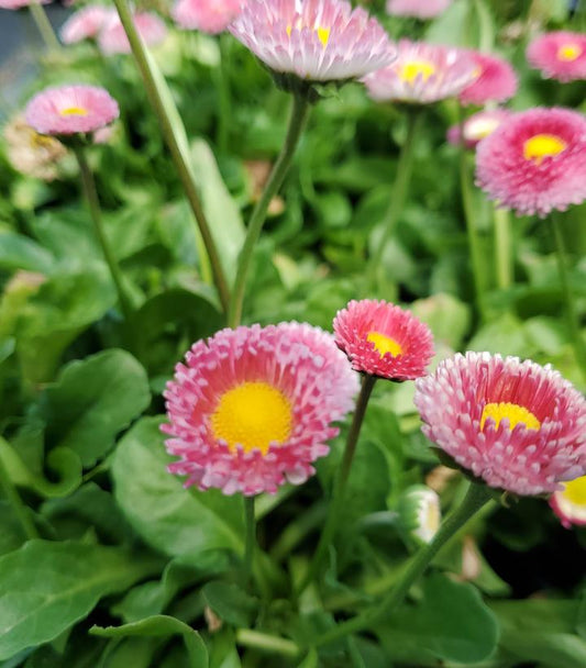 A cluster of pink English daisies with yellow centers growing in a garden.