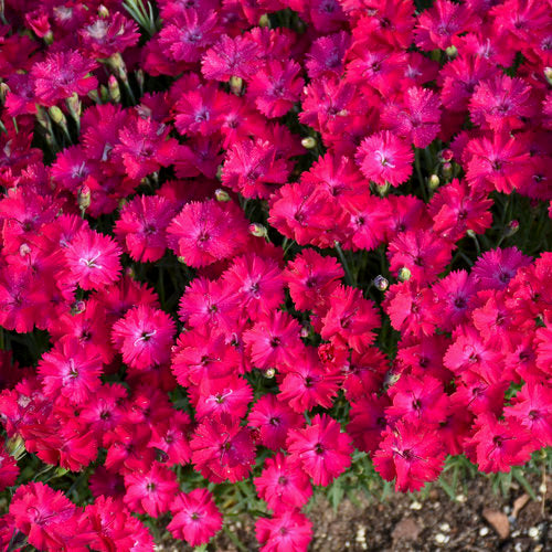 A cluster of pink and red flowers, possibly dianthus, in bloom.