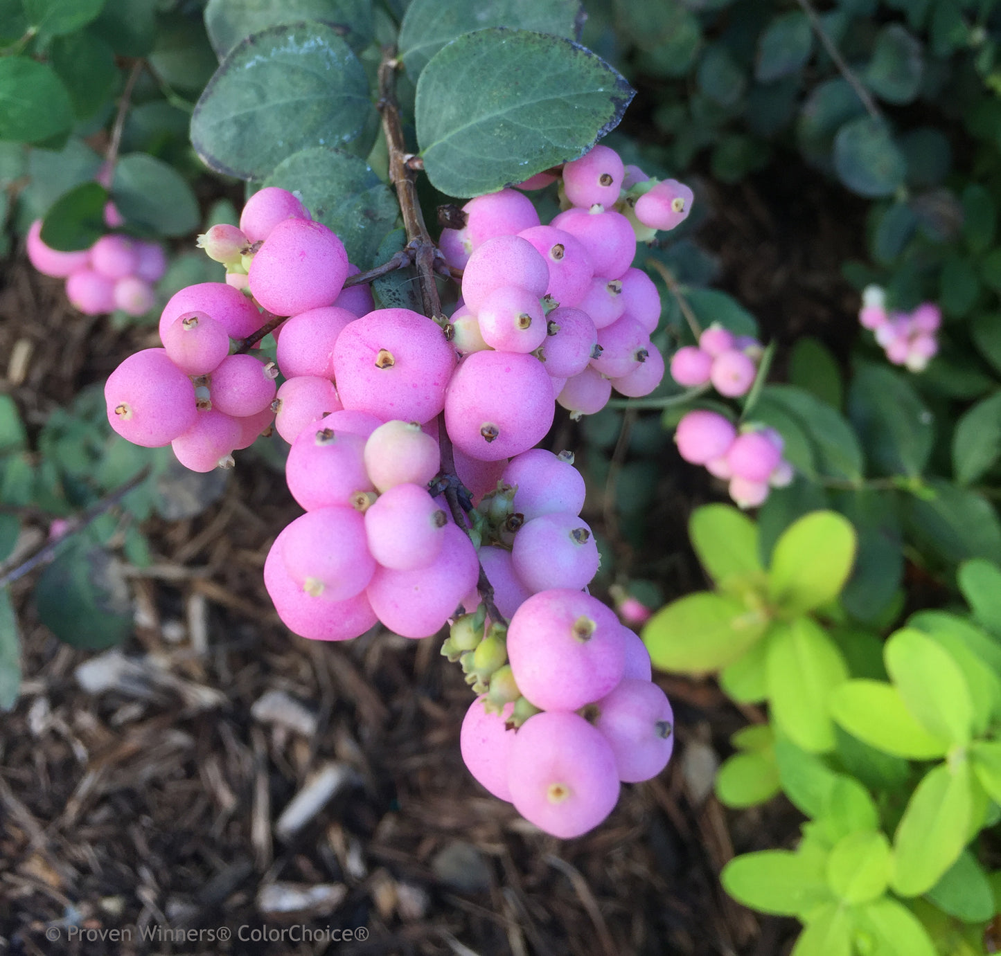 A cluster of pink berries on a珊瑚berry plant with green leaves in the background.