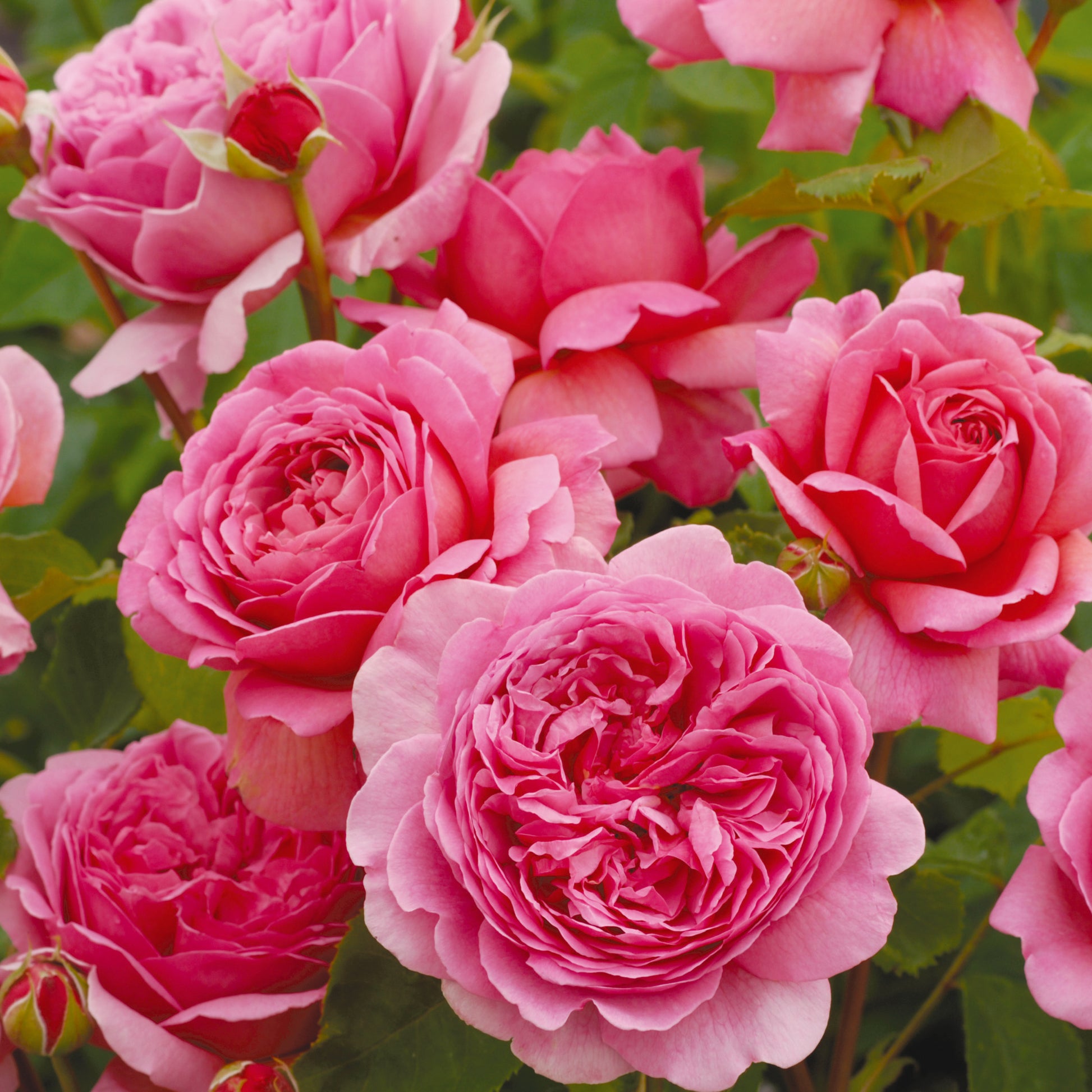A cluster of pink,巨gicly cupped roses with a vibrant pink hue and green foliage in the background.