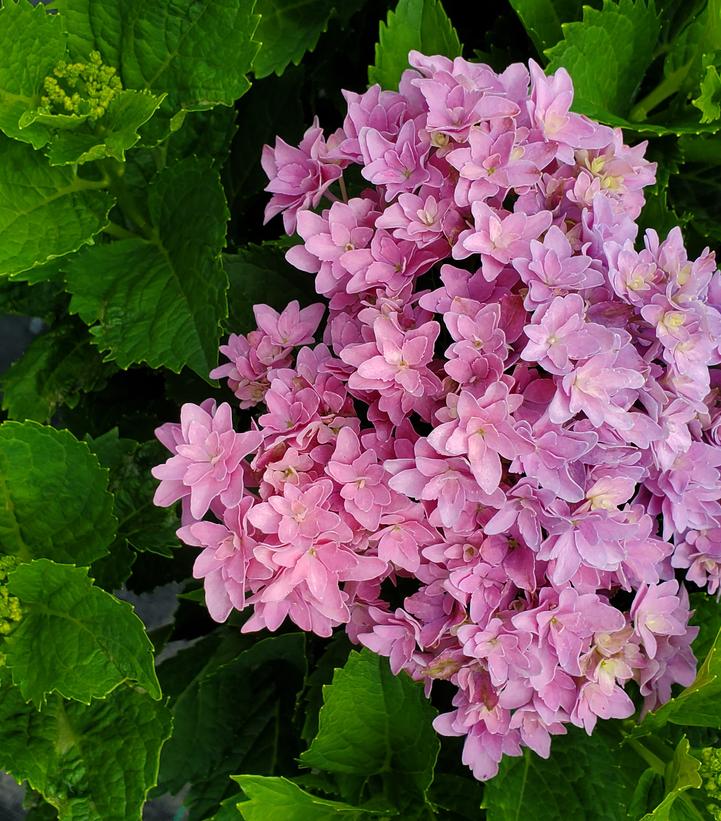 A cluster of pink hydrangea flowers with green leaves in the background.
