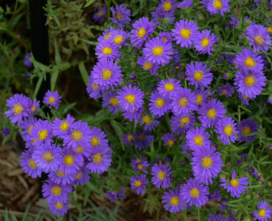 A cluster of purple aster flowers with yellow centers and green foliage.