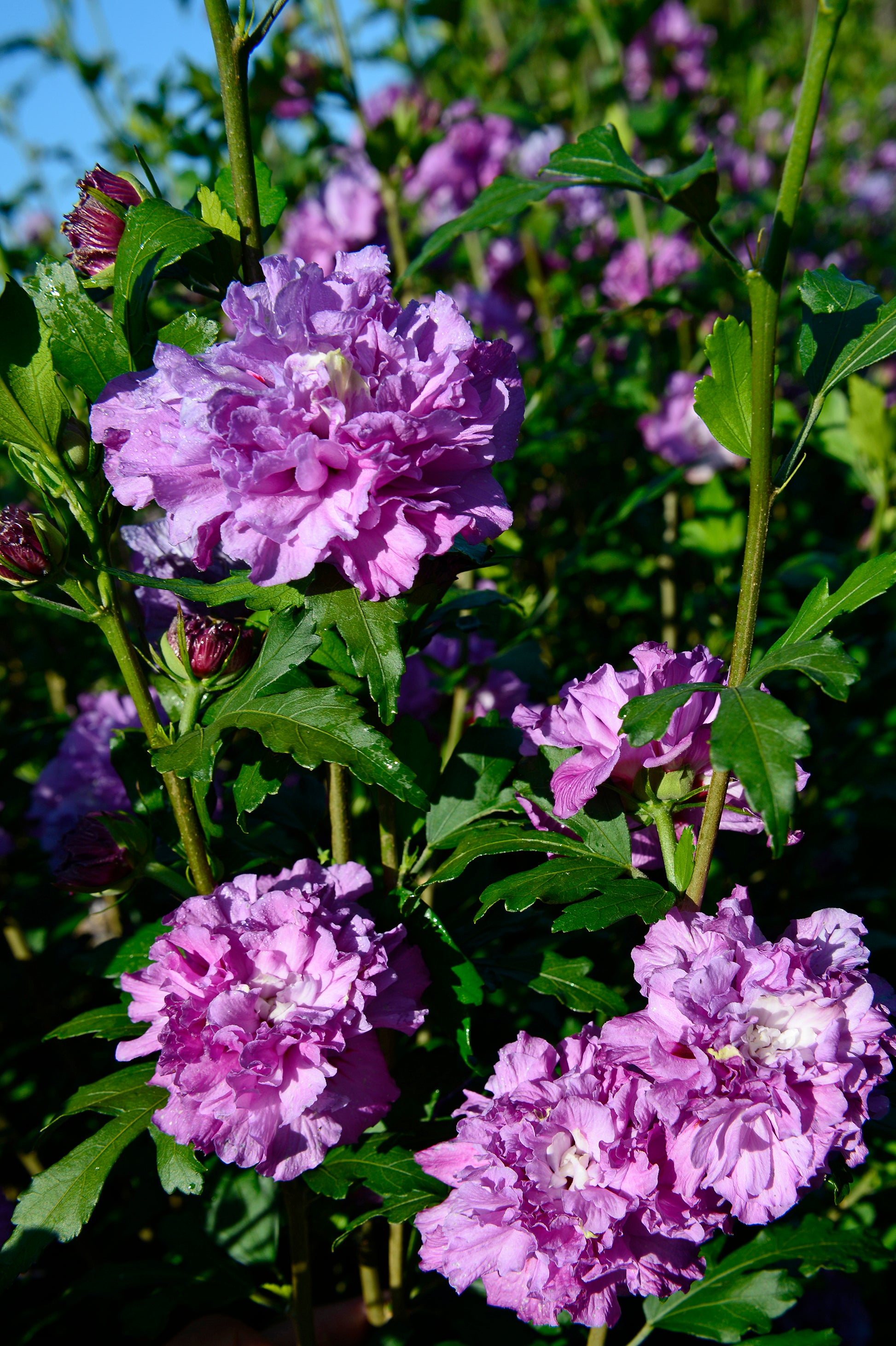 A cluster of purple hibiscus flowers with green leaves.