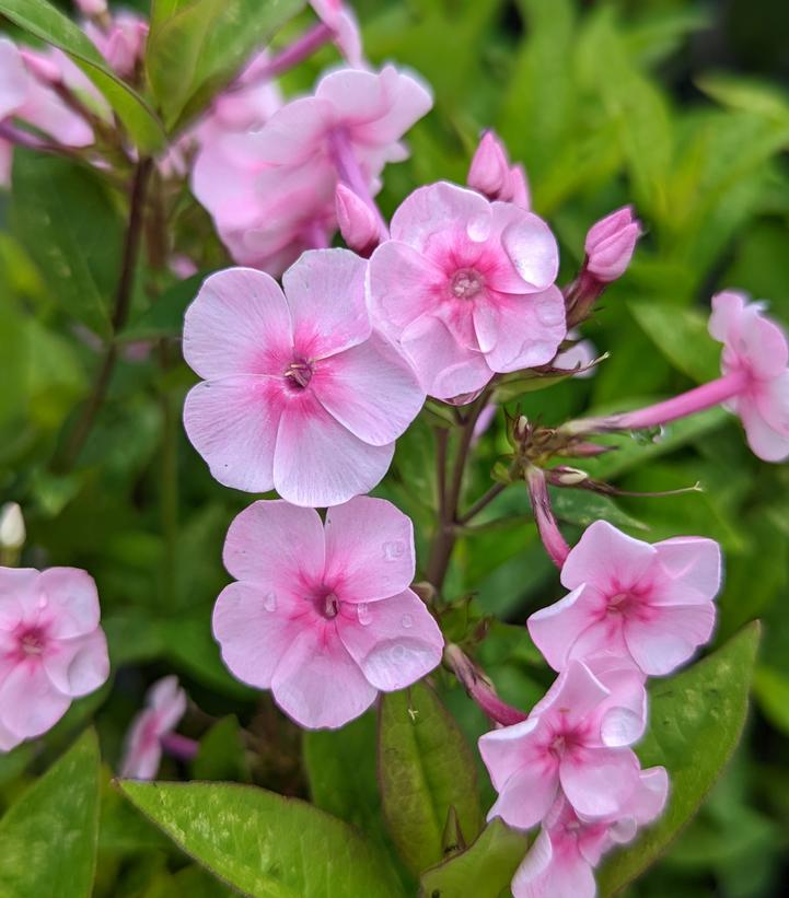 Phlox Volcano Garden Phlox