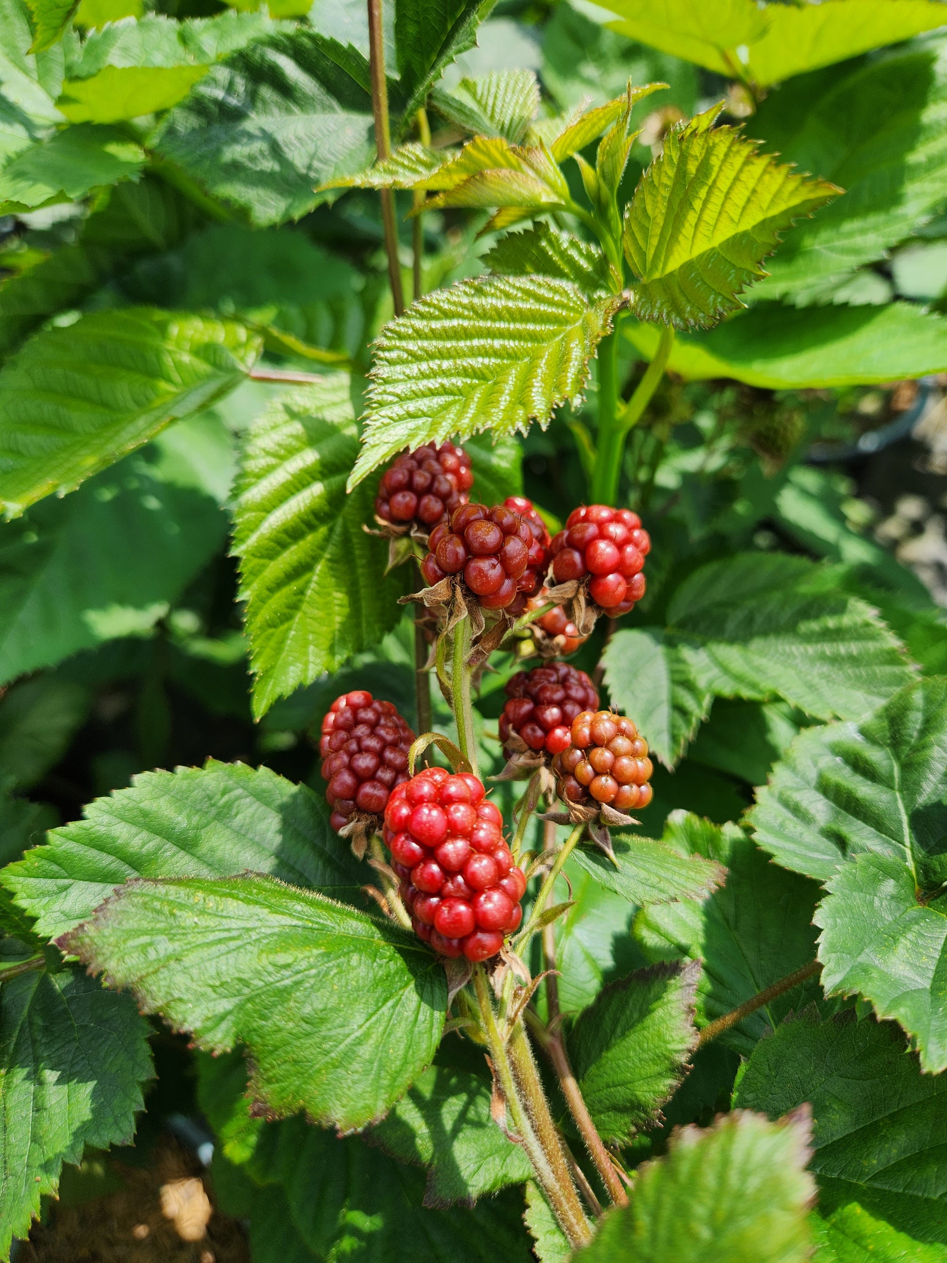 A cluster of thornless blackberries on a shrub with green leaves.
