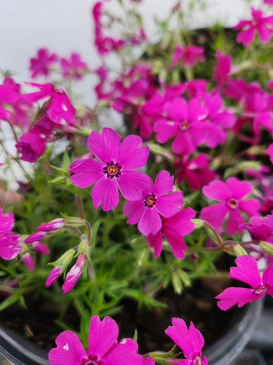 A cluster of vibrant pink moss phlox with needle-like foliage.