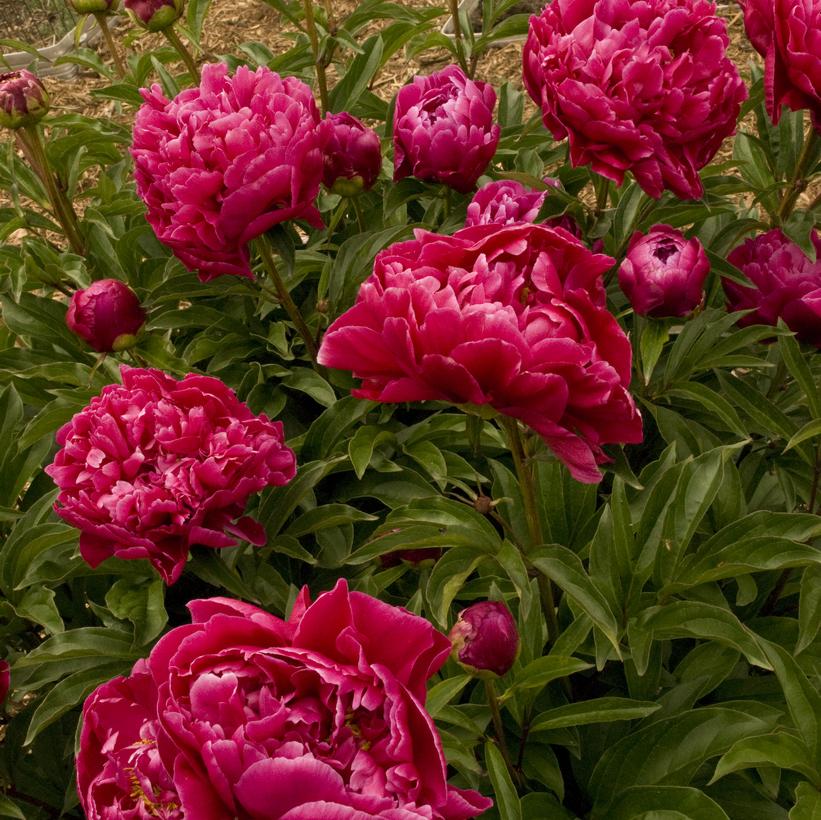 A cluster of vibrant pink peony flowers in full bloom with green foliage.