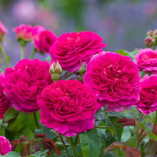 A cluster of vibrant pink shrub roses with purple stems and dark green foliage.