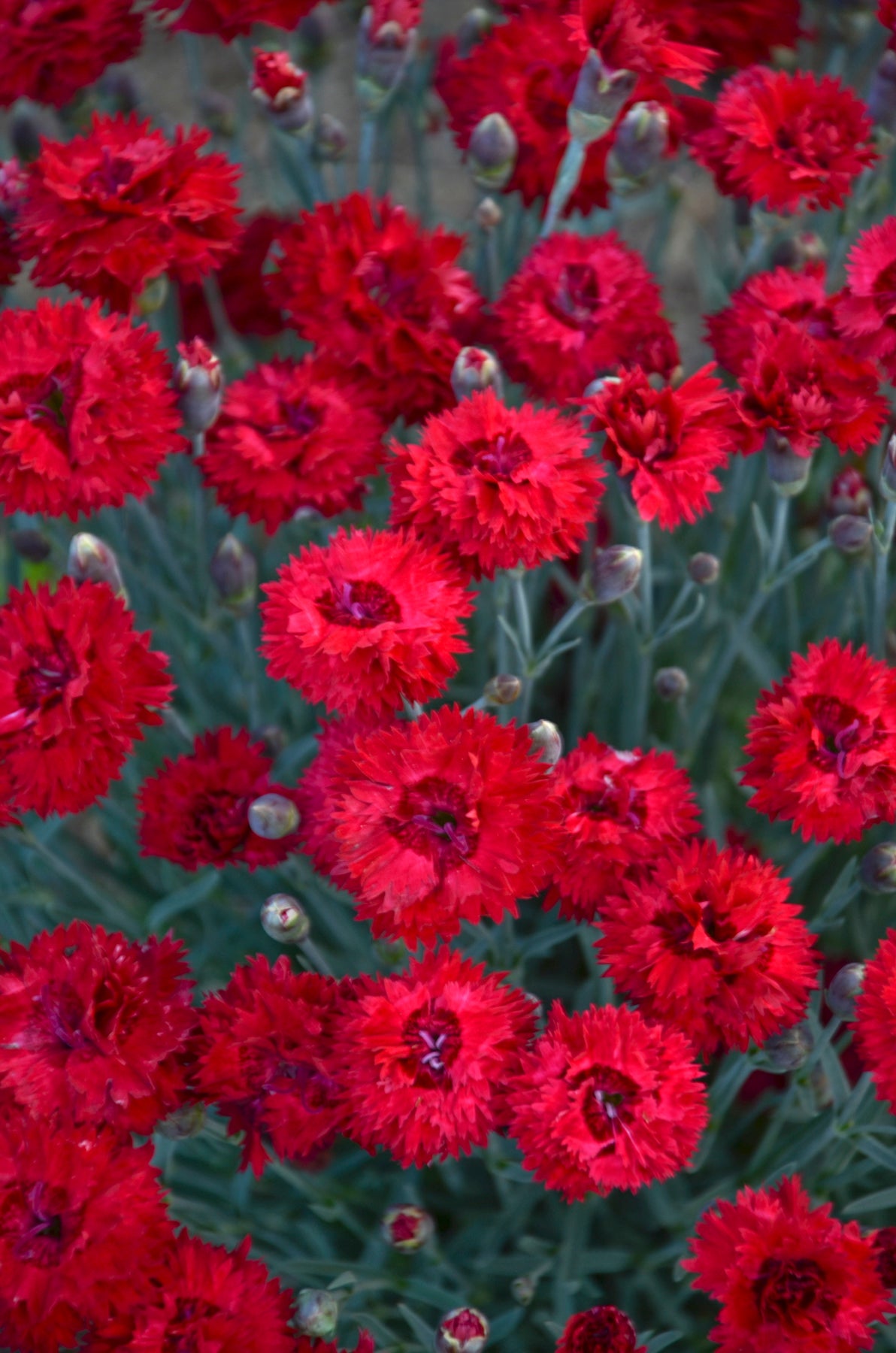 A cluster of vibrant red, double-petaled flowers with silvery blue foliage.