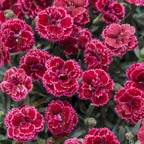 A cluster of vibrant red, semi-double frost pinks with a near white edge, growing out of a low mound of silvery blue foliage.