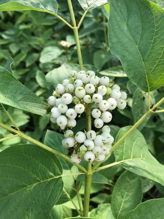 A cluster of white berries on a Red-Osier Dogwood shrub.