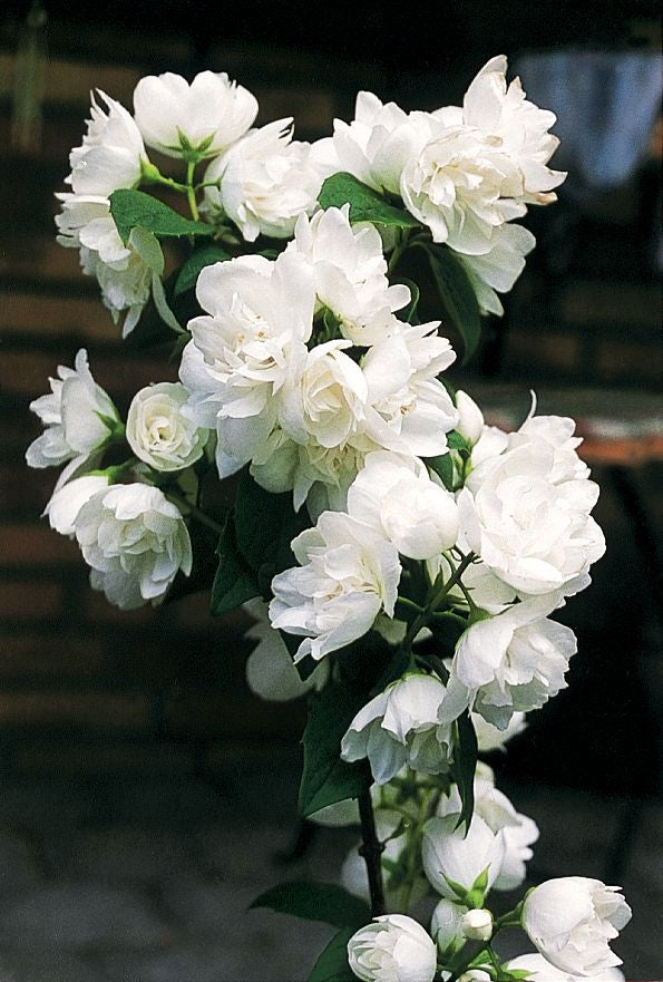 A cluster of white double flowers on a Mockorange shrub.