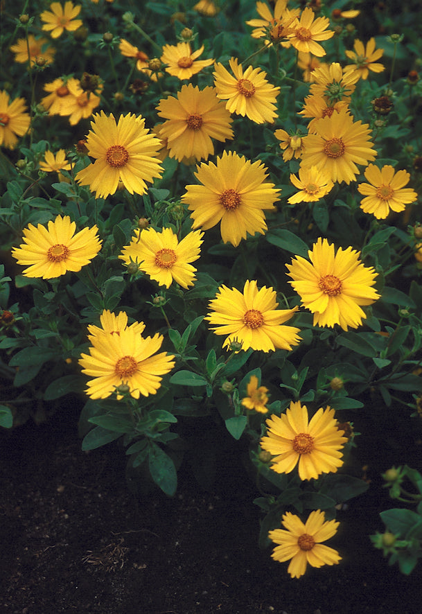 A cluster of yellow-orange Coreopsis flowers, also known as Tickseed, growing in a garden setting.