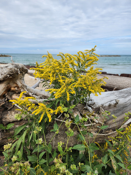 A cluster of yellowSeaside Goldenrod flowers growing beside a road with a backdrop of a cloudy sky and greenery.