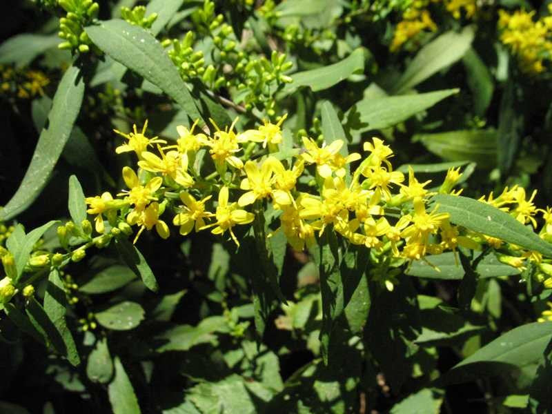 A cluster of yellow, daisy-like flowers on a green stem, representing the Blue Stem Goldenrod plant.