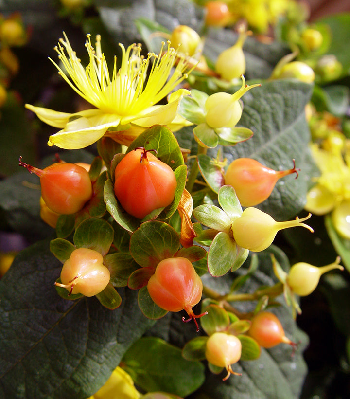 A cluster of yellow flowers and orange berries on a shrub.