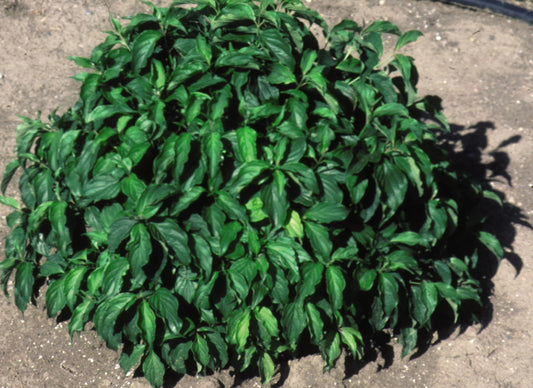A compact, mounded shrub with green leaves, likely to be the Kelsey Dwarf Dogwood in its leafy form.