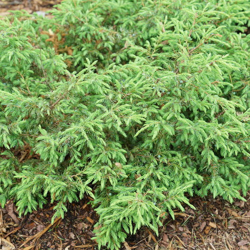 A dense, low-growing evergreen shrub with needle-like leaves, likely a Juniperus species.