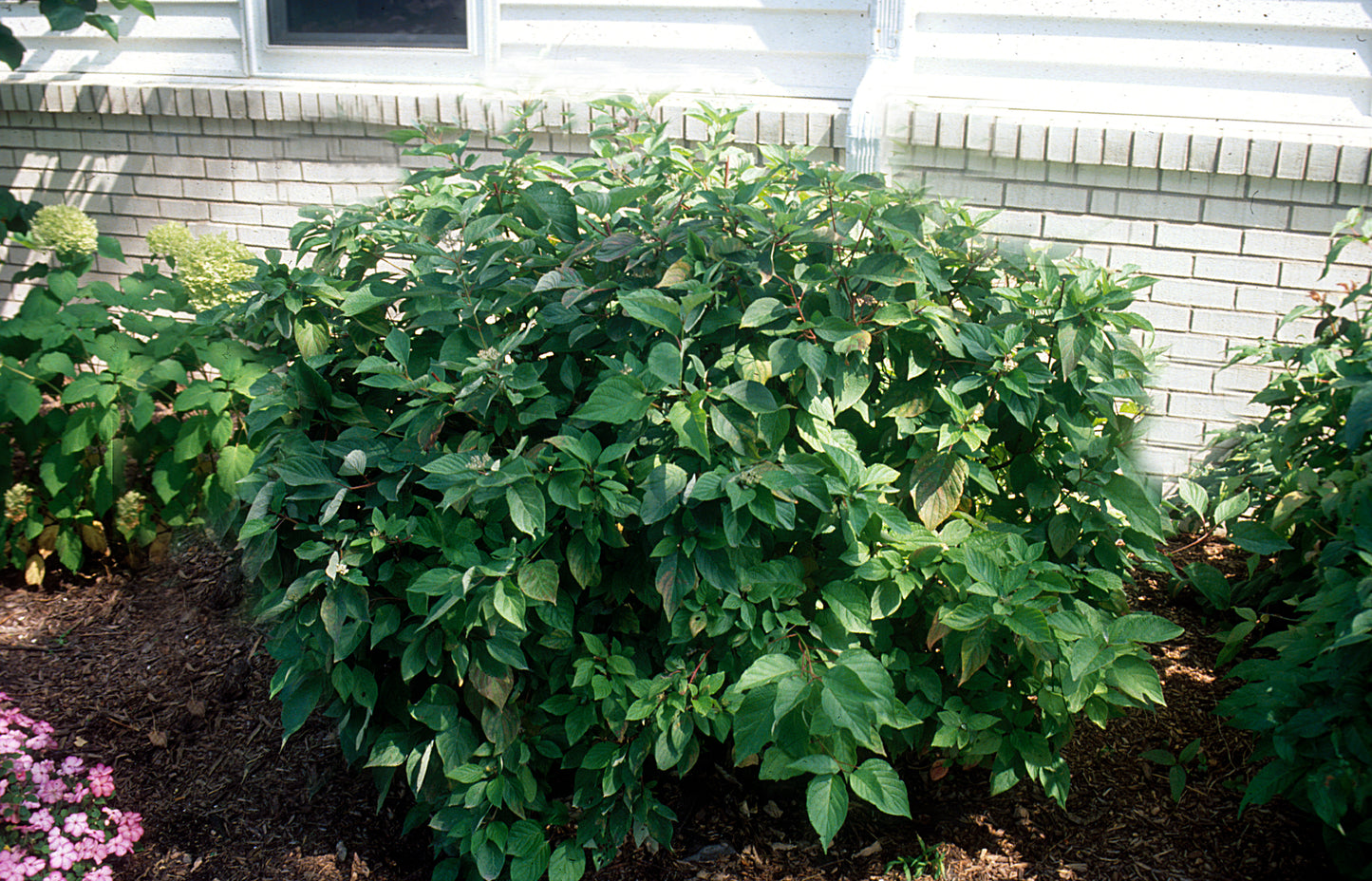 A dogwood tree with white blossoms and green leaves, likely in its early spring bloom stage.