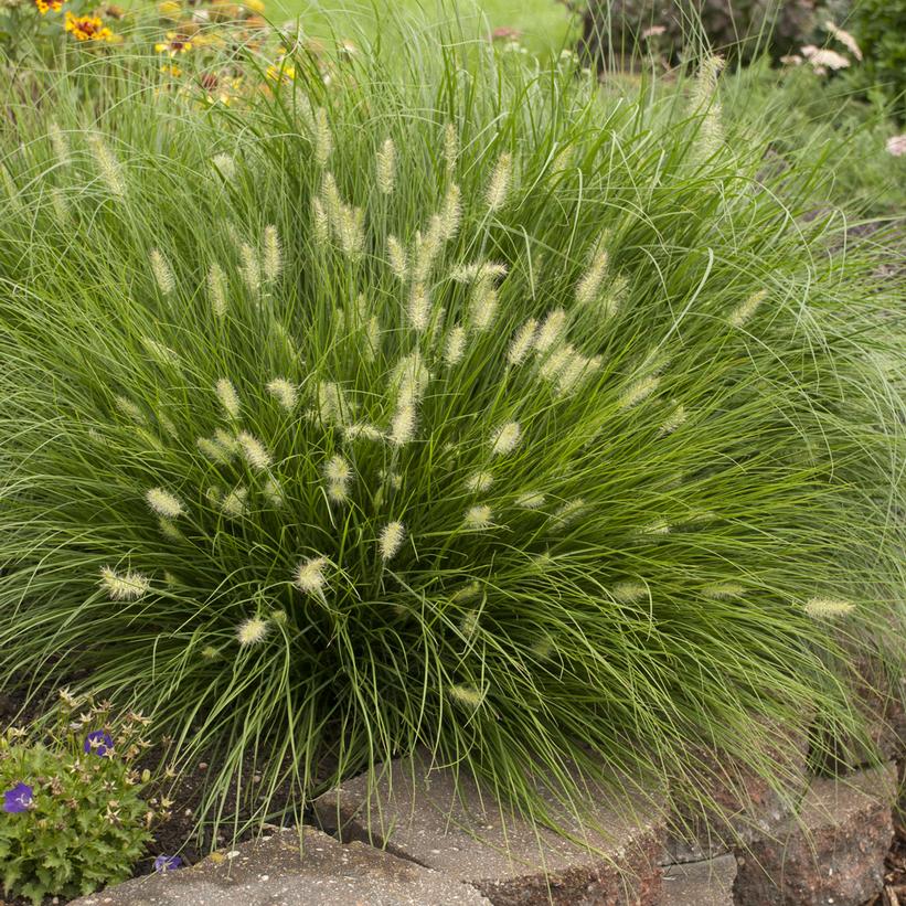 A dwarf fountain grass with green foliage, blooming in August to October.