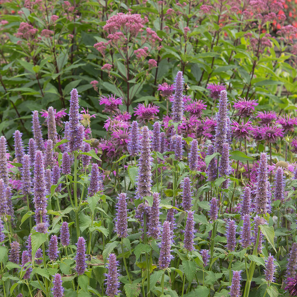 A garden bed of Anise Hyssop plants with upright purple flower spikes, surrounded by other green foliage.