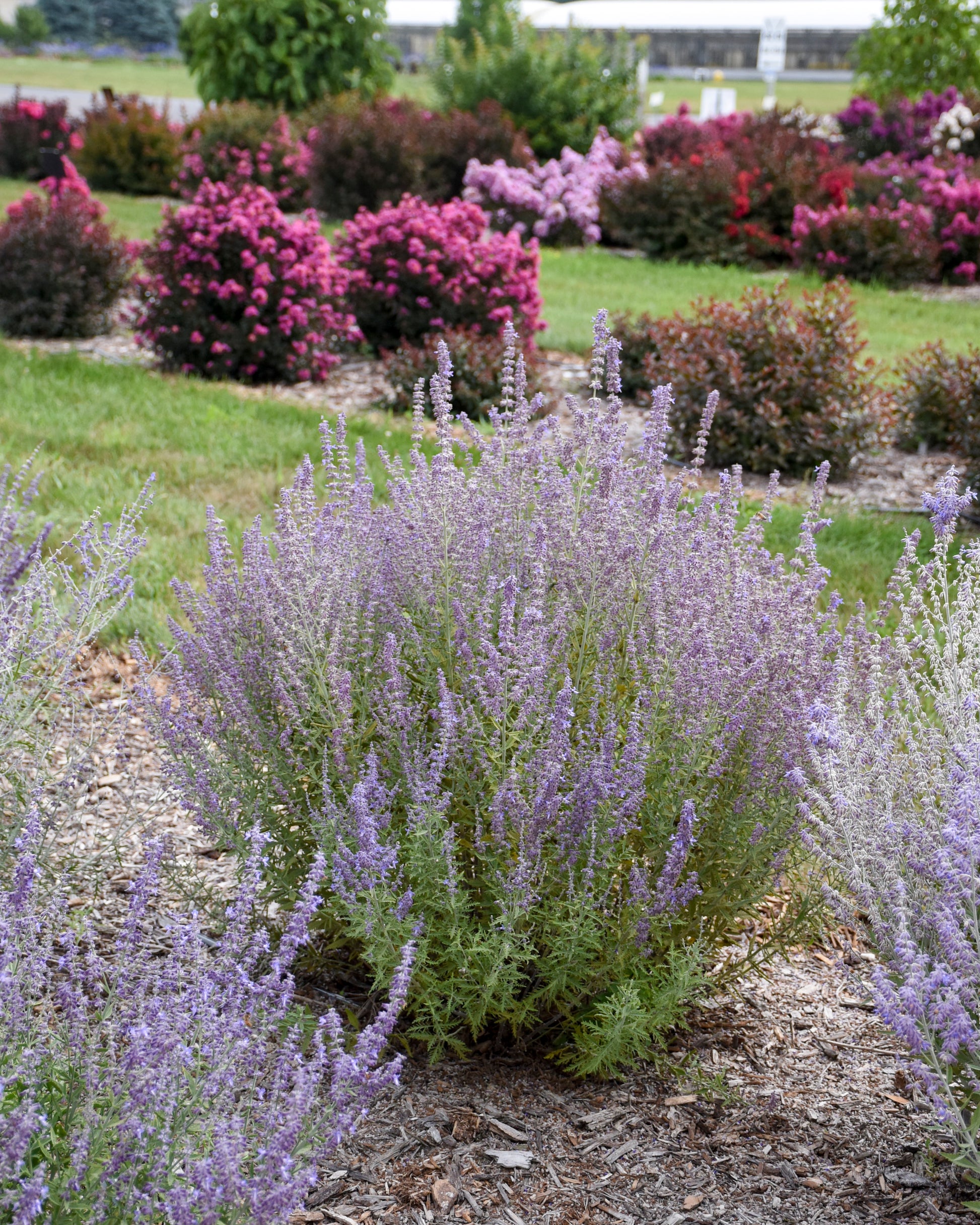 Russian Sage – Green Promise Farms