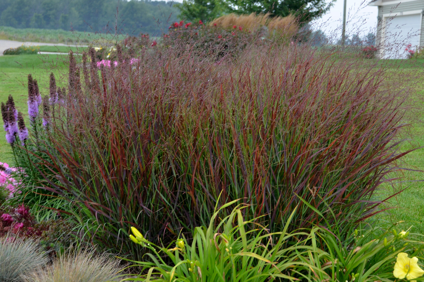A garden scene featuring a clump of Cheyenne Sky Red Switch Grass with blue-green leaves and purple flower panicles in the background.