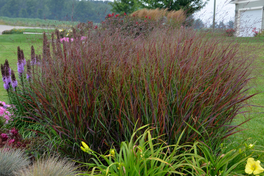 A garden scene featuring a clump of Cheyenne Sky Red Switch Grass with blue-green leaves and purple flower panicles in the background.