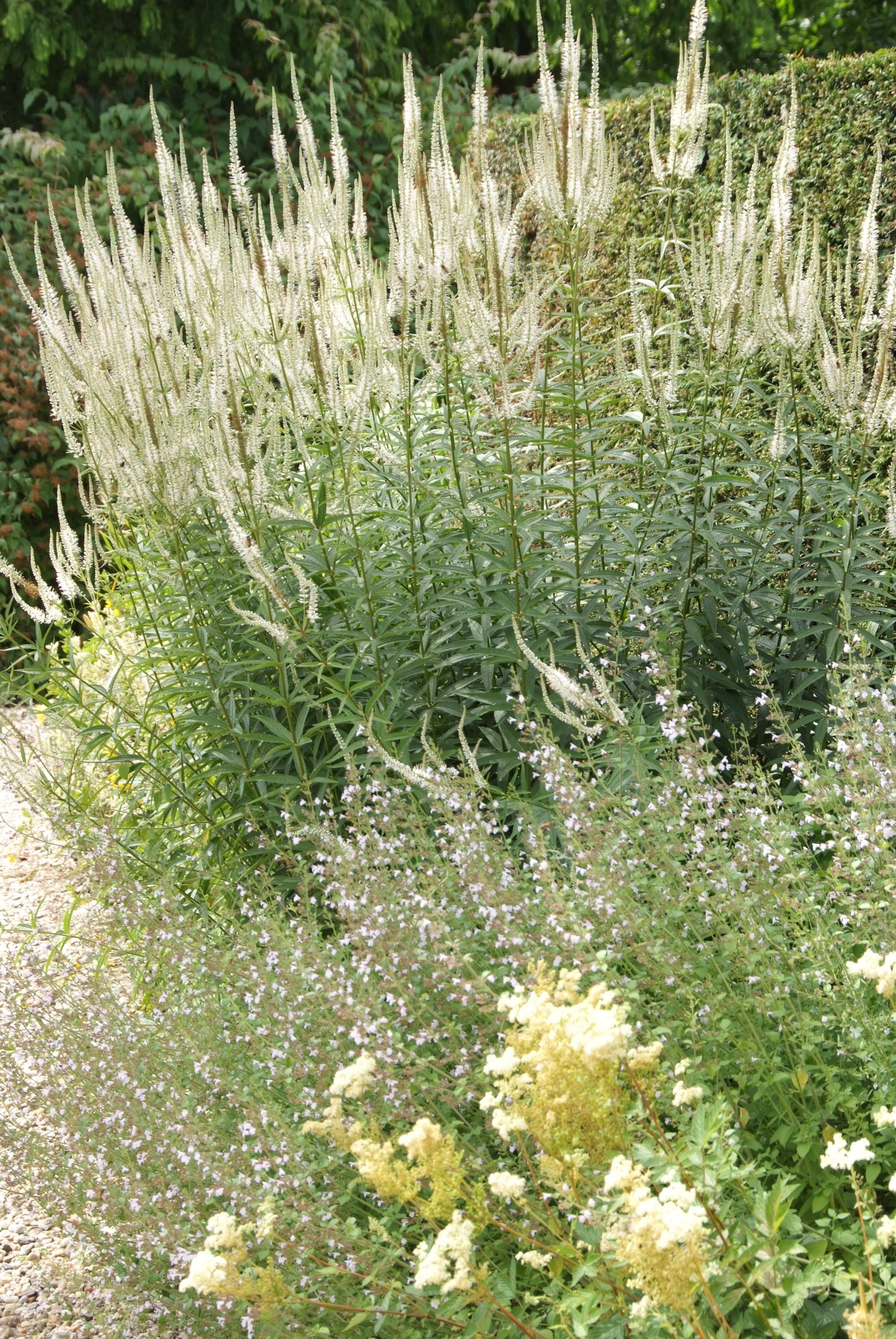 A garden scene featuring tall spikes of white flowers in the midground with green foliage and a pathway leading to them.