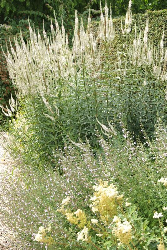 A garden scene featuring tall spikes of white flowers in the midground with green foliage and a pathway leading to them.