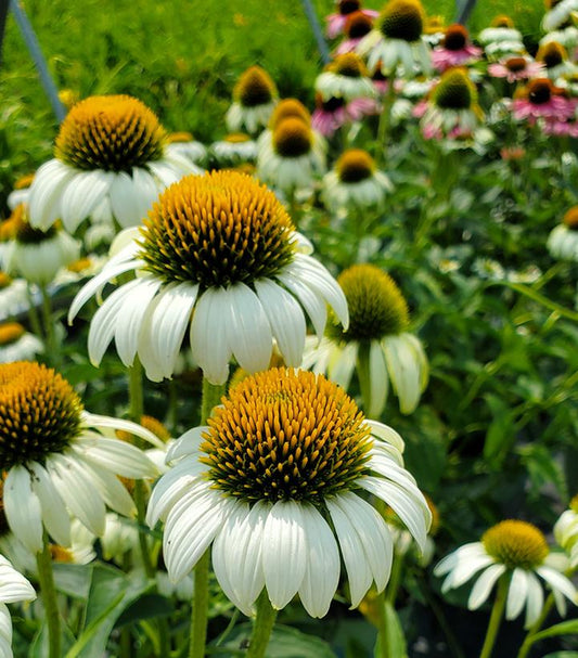A group of Echinacea 'Happy Star' coneflowers with white petals and greenish centers in bloom.