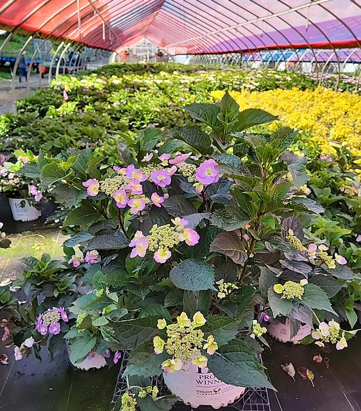 A group of Hydrangea plants with green leaves and pink lacecap flowers in a nursery setting.