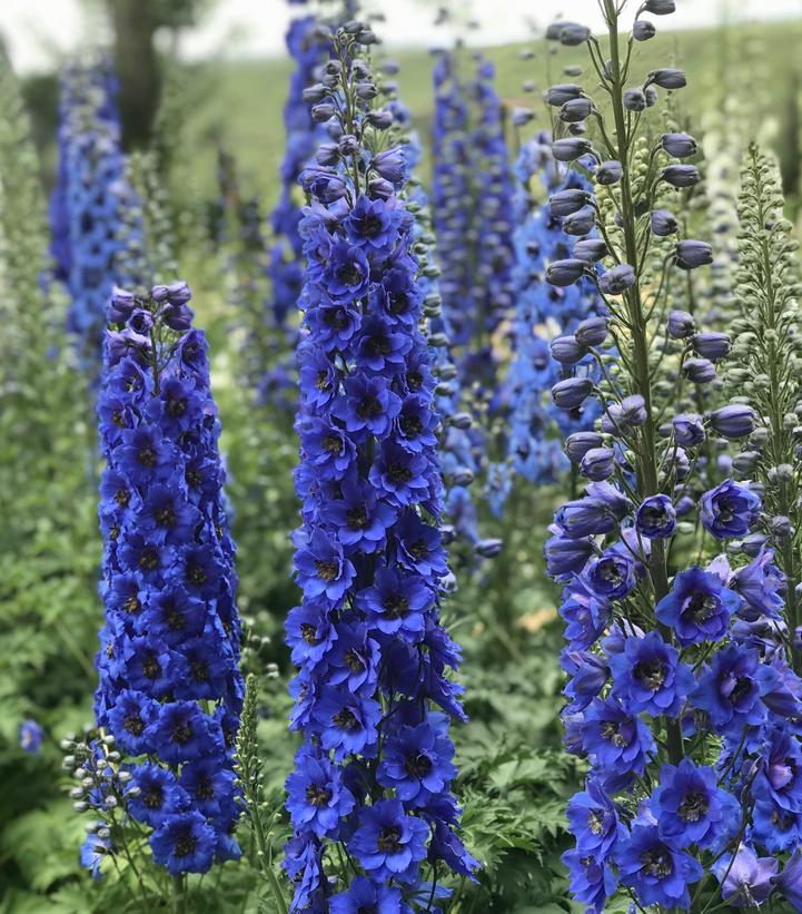 A group of blue delphinium flowers, also known as 'Blue Buccaneers Hybrid Bee', growing in a garden setting.