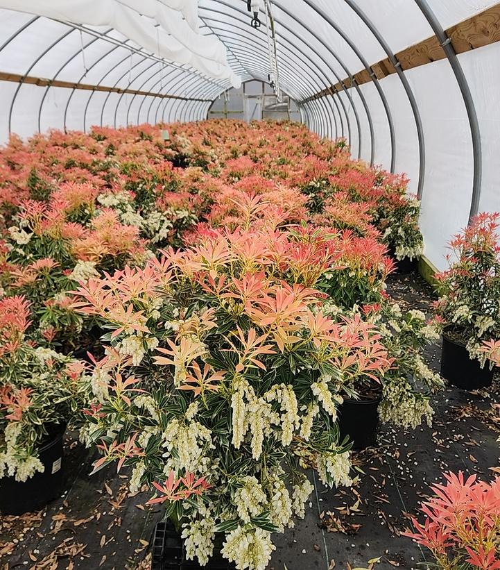 A group of flaming silver andromeda plants with green leaves and white blossoms, grown in a greenhouse.